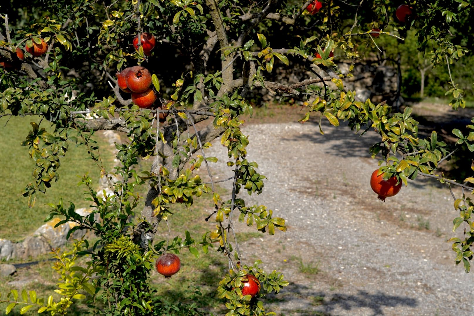 Granados y árboles frutales autóctonos en los caminos de la finca